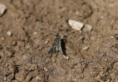 Muschampia floccifera