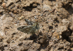 Muschampia floccifera