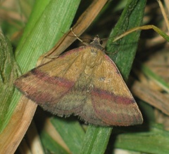Phytometra viridaria