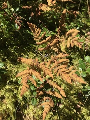 Gymnocarpium dryopteris
