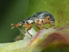 Pseudapion rufirostre