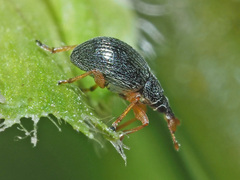 Pseudapion rufirostre