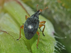 Pseudapion rufirostre