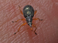 Pseudapion rufirostre