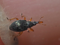 Pseudapion rufirostre