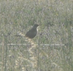 Cincloramphus cruralis