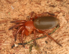 Caponia
