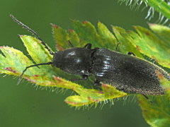Hemicrepidius niger