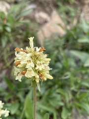 Penstemon confertus