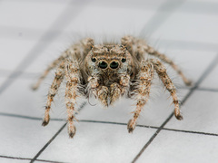 Marusyllus coreanus