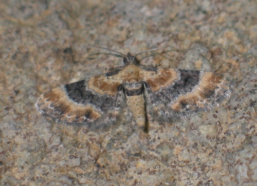 Toadflax Pug, photo 2 of 10