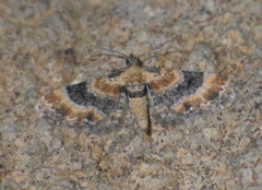 Eupithecia linariata
