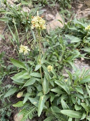 Penstemon confertus