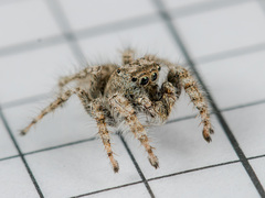 Marusyllus coreanus