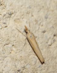 Agriphila selasella