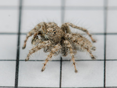 Marusyllus coreanus