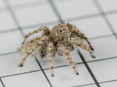 Marusyllus coreanus