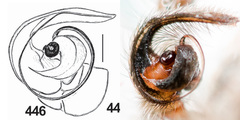 Marusyllus coreanus