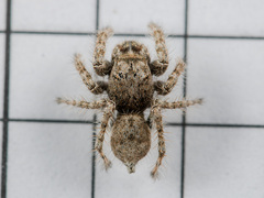 Marusyllus coreanus