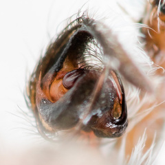 Marusyllus coreanus