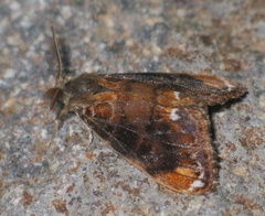 Orgyia recens