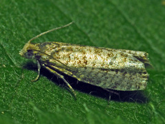 Epinotia tedella