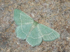 Chlorissa cloraria