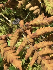 Gymnocarpium dryopteris