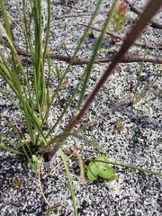 Geochloa rufa