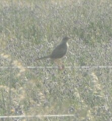 Cincloramphus cruralis