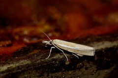 Agriphila selasella