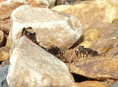 Tetragonilla collina