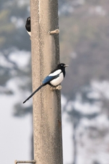 Pica serica