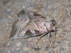 Eucarta virgo