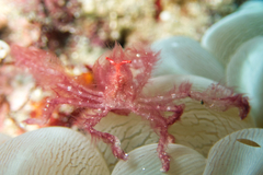 Achaeus japonicus