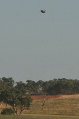 Cincloramphus cruralis