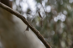 Melithreptus lunatus
