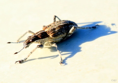 Charagmus gressorius