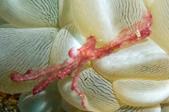 Achaeus japonicus
