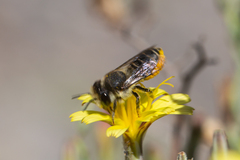 Megachile canariensis