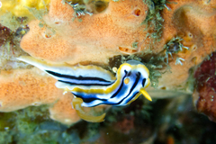 Chromodoris strigata
