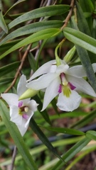 Dendrobium cunninghamii