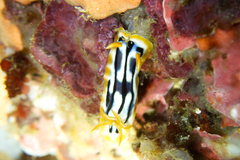 Chromodoris strigata
