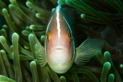 Amphiprion perideraion