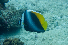 Heniochus singularius