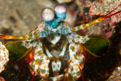 Odontodactylus scyllarus