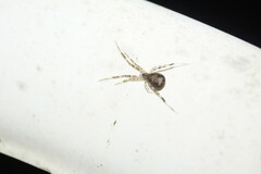 Episinus