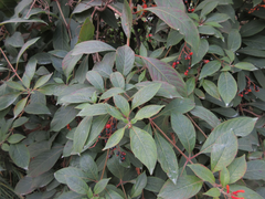 Hamelia patens