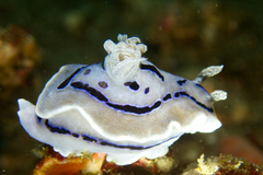 Chromodoris willani