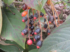 Hamelia patens